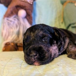 Energizer's Dancing in the Dark - Gray male Cesky Terrier puppy in Hattiesburg, Mississippi from Energizer Ceskys