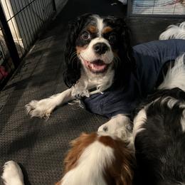 Cavalier King Charles Spaniel Puppies from AustinCavalier