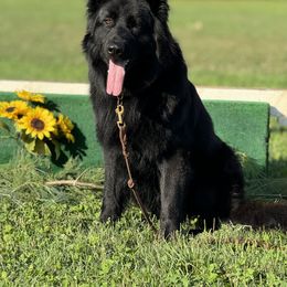 Shiloh Shepherd Puppies from Smokeshow Shilohs and Shepherds