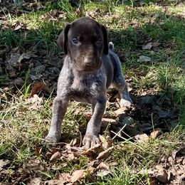 Falcon - male German Shorthaired Pointer puppy in Oxford, Ohio from LyonHeart