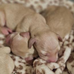 Dachshund puppies from Loyal Lil Dachshunds