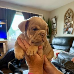 Patriot - Lilac tri-color male Bulldog puppy in Zionsville, Indiana from Midwest Bulldogs