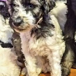 Australian Labradoodle and Poodle Puppies from Oodles of Doodles and some Poodles