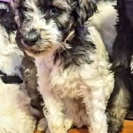 Australian Labradoodle and Poodle Puppies from Oodles of Doodles and some Poodles
