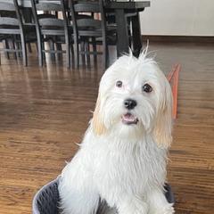 Cavaton All Grown Up from Lakeshore Cavatons