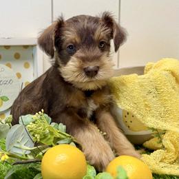 Crete - Liver male Miniature Schnauzer puppy in Huntington, Utah from Schnauzers on Robinson Lane