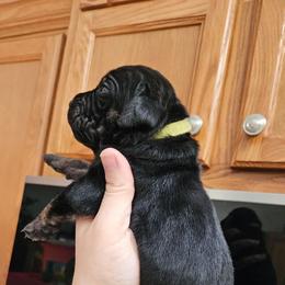 Lime Collar Female - Chestnut brindle female Cane Corso puppy in Lewistown, Montana from Corsi Amore Kennels