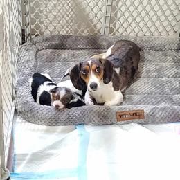 Dachshund Puppies from TNT MINI DACHSHUNDS