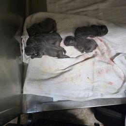 Girl - Blue female French Bulldog puppy in Avondale, Arizona from Montes House of  Frenchies