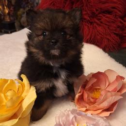 Terry - Wolf sable male Pomeranian puppy in Tampa, St Petersburg, Florida from Diana's Pomeranians
