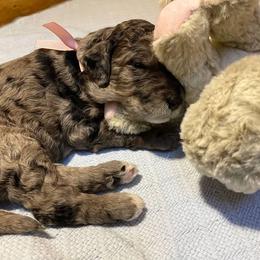 Goldendoodle Puppies from Doodles Are Golden