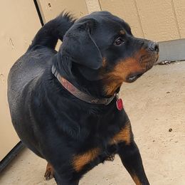 Krispy - Rottweiler