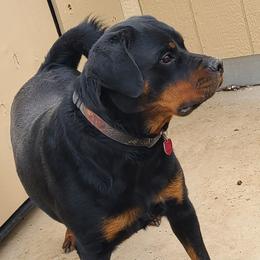 Krispy - Rottweiler