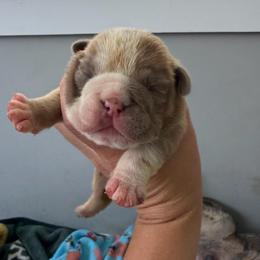 Boy 1 - Fawn and white male Bulldog puppy in Hobe Sound, Florida from Amanda’s Bullies