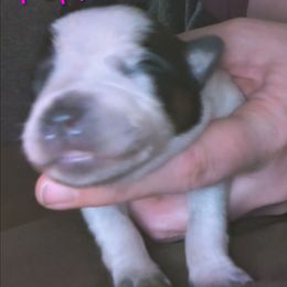 Dancer - Blue female Australian Cattle Dog puppy in Morton, Illinois from KT Ranch ACDs