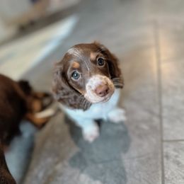 Dachshund Puppies from Dachshundly Perfect