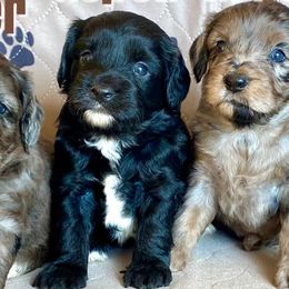 Aussiedoodles from Mill Creek Doodles