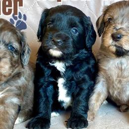Aussiedoodles from Mill Creek Doodles