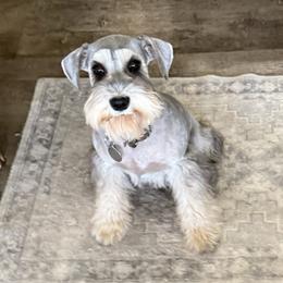Sylvie - Miniature Schnauzer