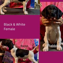 Rabbit - Black and white female German Shorthaired Pointer puppy in Aitkin, Minnesota from Whispering’s GunDogs