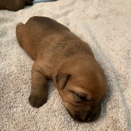 Aquamarine boy - Wheaten male Soft Coated Wheaten Terrier puppy in Las Vegas, Nevada from Irish Wheatens in Las Vegas