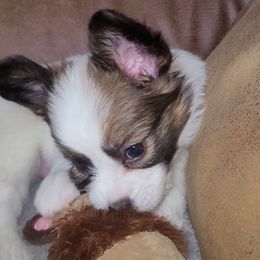 Boy 2 - White and red male Papillon puppy in Florida from Tammy's Papillon Playpen