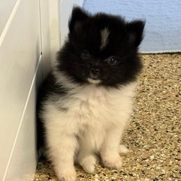 Sparkle - Black parti female Pomeranian puppy in San Jacinto, California from Savvypomeranians