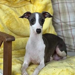 Party - Italian Greyhound