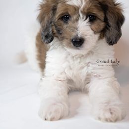 Bernedoodle, Poodle, and Schnoodle Puppies from Grand Lake Poodles & Doodles