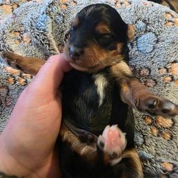 Gucci (Traditional) - Black and gold male Yorkipoo puppy in Duncan, South Carolina from Sonshine Yorkies