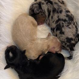 Bernedoodle puppies from Doodles on Rock Creek