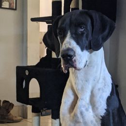 Dachshunds and Great Danes from KIAYA BUTLER