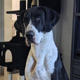 Dachshunds and Great Danes from KIAYA BUTLER