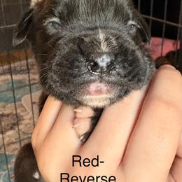 Clifford-red collar - Brindle male Boxer puppy in Florida from BNF Boxers