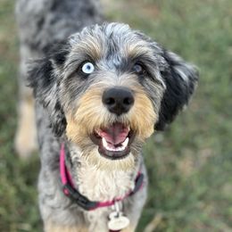 Bernedoodle Puppies from Salty Point Doodles