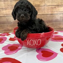 Rufus - Black and tan male Cockapoo puppy in Beresford, South Dakota from DAKOTA DOOD RANCH