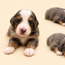 Oakley - Blue merle male Bernedoodle puppy in Temecula, California from Country Hills Doodles