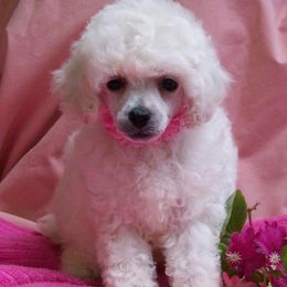 Poodles from Kathy's House of Poodles