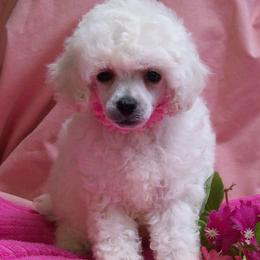Poodles from Kathy's House of Poodles