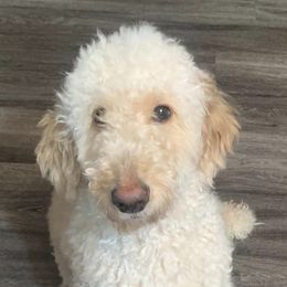 Goldendoodles from LouCity Goldendoodles