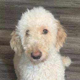 Goldendoodles from LouCity Goldendoodles