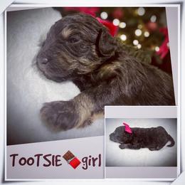 TOOTSIE - Brown and white female Aussiedoodle puppy in Houston, Texas from Jomelkin Furry Pals