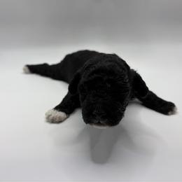 Palette - Black male Poodle puppy in Sumter, South Carolina from Lixira Poodles LLC