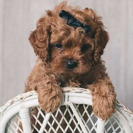 Cavapoos and Maltipoos from North Texas Puppies