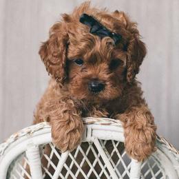 Cavapoos and Maltipoos from North Texas Puppies