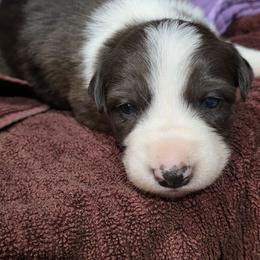Patagonia - Blue merle female Border Collie puppy in Chino Valley, Arizona from Dog Pond Border Collies