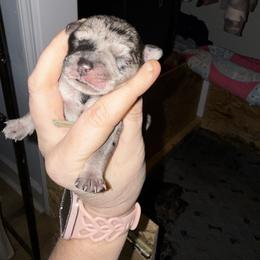 Teal Collar - Merle female Schnoodle puppy in Winchester, Tennessee from Mahaffey’s Doodles