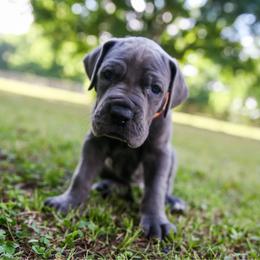 Cobalt - Blue male Great Dane puppy in Rosharon, Texas from Parker's Great Danes