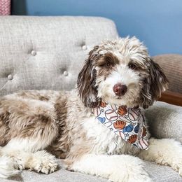 Dutton - Goldendoodle