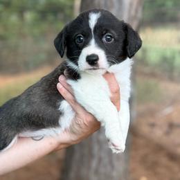Brindle girl - Brindle and white female American Corgi puppy in Nashville, Arkansas from Whisenhunt Farms